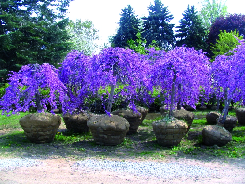 Cercis  'Lavender Twist'covey Halbfertigware