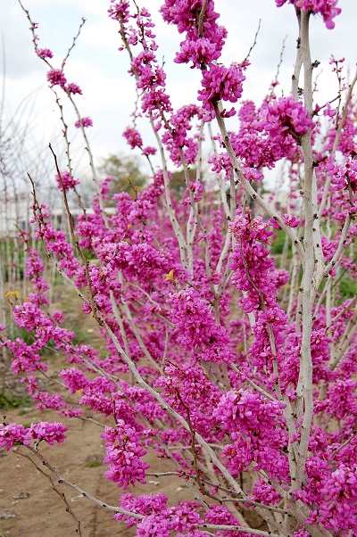 Cercis 'Avondale' Halbfertigware