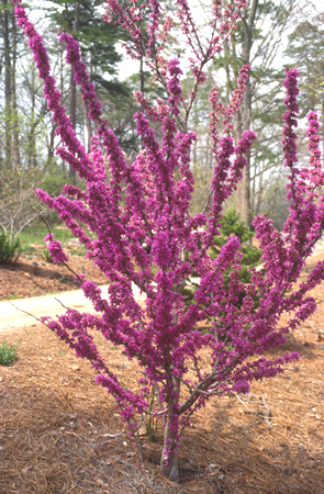 Cercis 'Avondale' Halbfertigware