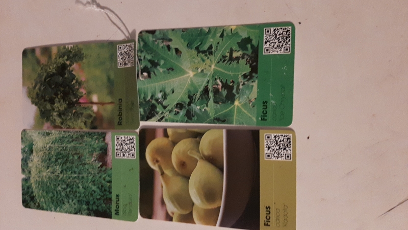 Ficus, Robinia, Morus Bild- Hängeetiketten Lagerräumung