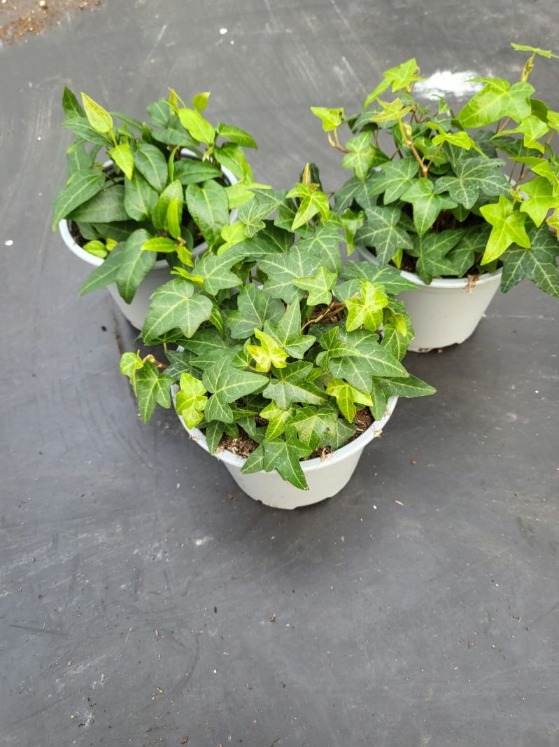 hedera 13er Topf Fertigware