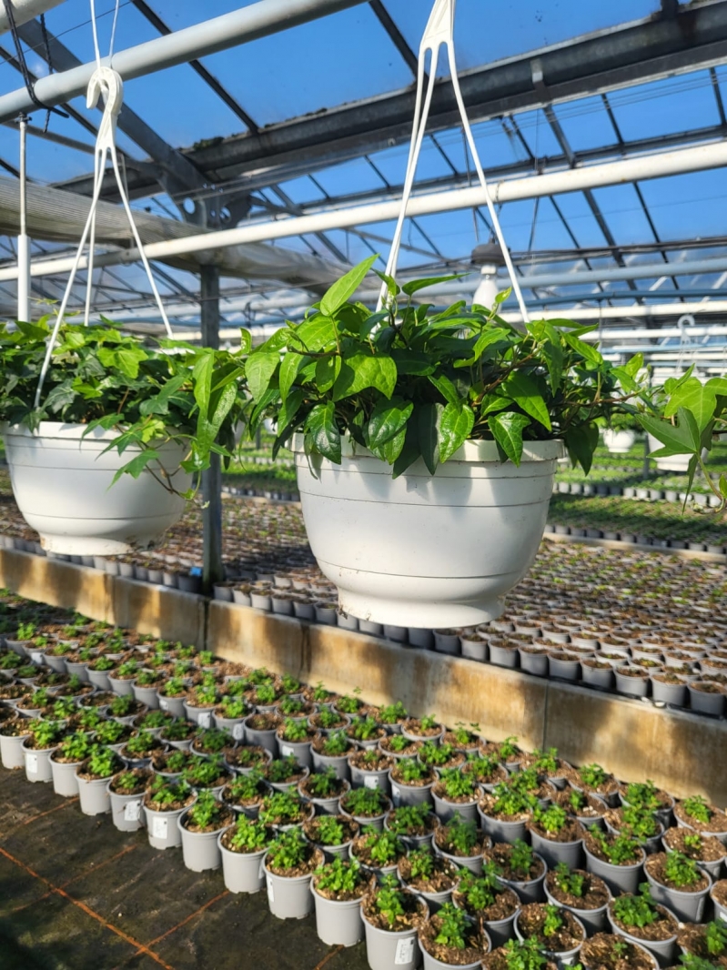 Hedera Ampeln 27er  Fertigware