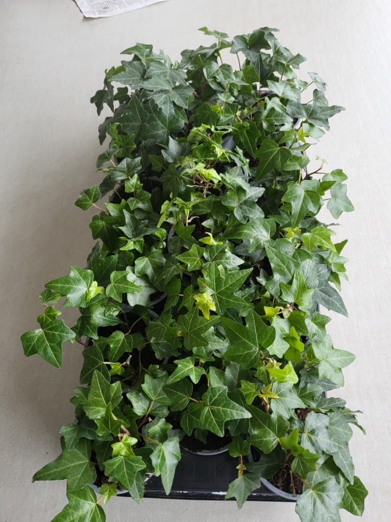 Hedera im 9er Topf  Fertigware
