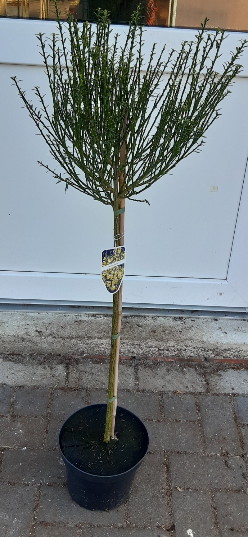 Cytisus scoparius 'Luna