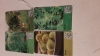 Ficus, Robinia, Morus Bild- Hängeetiketten Lagerräumung