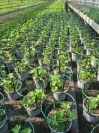 Geranium Peltaten Halbfertigware