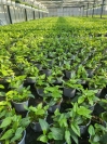 Hedera 10,5er Topf  Fertigware