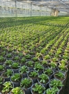 Scaevola 11er Topf Rohware