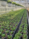 Diascia barberae  11er Topf Halbfertigware
