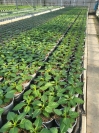 Dahlien