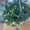 Hedera Ampeln 27er  Fertigware