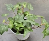 Hedera im 9er Topf  Fertigware