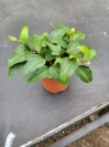 Hedera im 11er Topf Fertigware