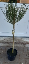 Cytisus scoparius 'Luna