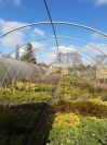 Folienhäuser Poppen 25m Lang x 8,50 breit