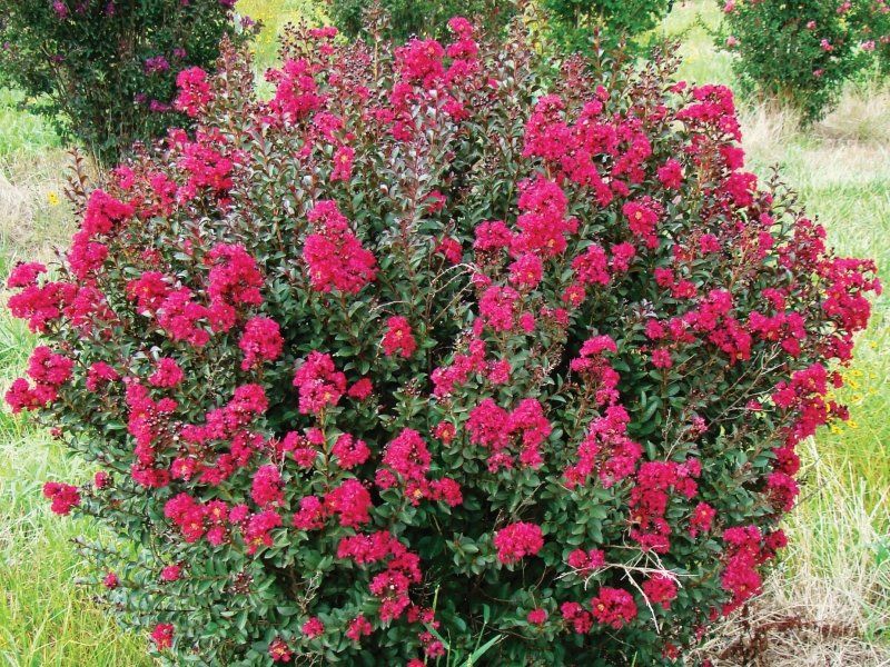 Cercis, Hibiscus u. Anderes von Israel